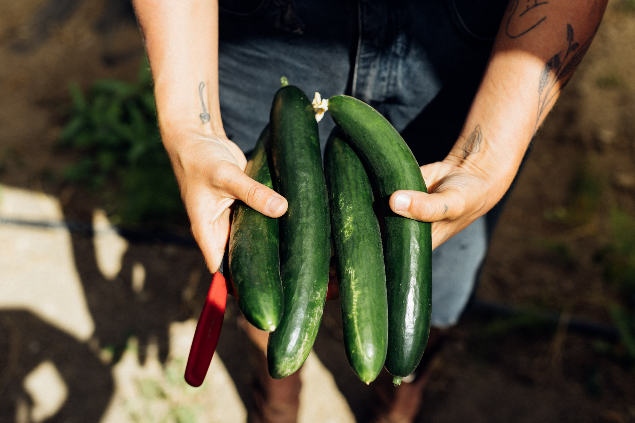Cherry tomatoes at Stone's Throw Organics